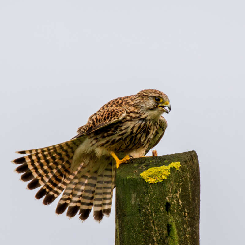 Peneireiro-vulgar (Falco tinnunculus)