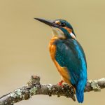 Guarda-Rios - Birdwatching
